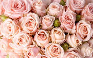 Картинка цветы, розы, roses, bouquet, flowers, букет