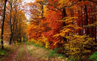 Картинка лес, деревья, тропинка, осень, листья