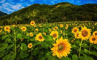 Картинка зелень, поле, листья, лес, лето, небо, деревья, облака