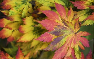 Картинка листья, макро, осень, багрянец