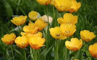 Картинка Весна, Flowers, Yellow tulips, Жёлтые тюльпаны