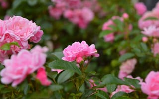 Картинка Розы, Roses, Pink roses, Розовые розы