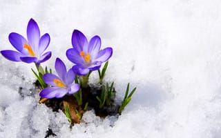 Картинка крокусы, цветы, spring, primrose, snow, весна, макро, flowers, фиолетовый, macro, violet, бутоны, сrocus, первоцвет, снег