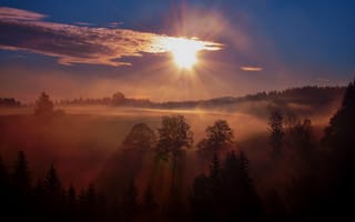 Картинка лес, утро, деревья, туман, восход