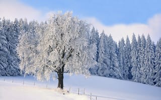 Картинка лес, ели, иней, дерево, снег, зима