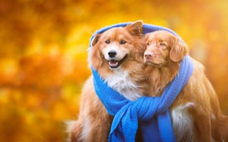 Картинка осень, две собаки, пара, тепло, дружба, союз, рыжие, друзья, шарф, единство, объединение, щенки, собаки, порода, парочка, золотой