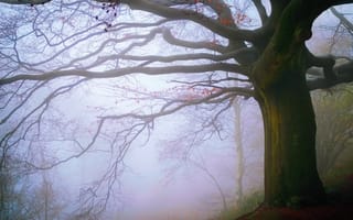 Картинка Англии, Malvern Hills, осень, Ноябрь, лес, туман