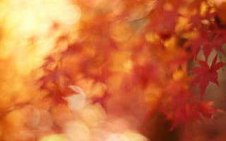 Картинка макро, листва, боке, Ноябрь, клён, осень