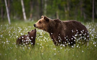 Картинка поляна, медведица, детёныш, медвежонок, медведи