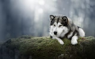 Картинка собака, Аляскинский Маламут, мох