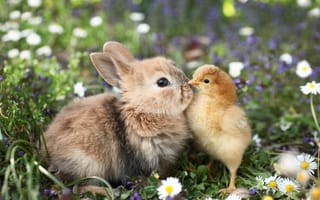 Картинка трава, кролик, цыпленок, ромашки, звери, цветы