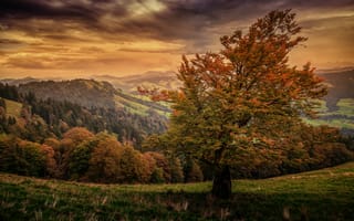 Картинка деревья, природа, осень