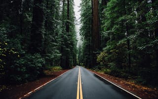 Картинка Природа, дорога, лес, деревья, машина