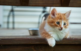 Картинка кошка, взгляд, лапы, доски, малыш, лежит, поза