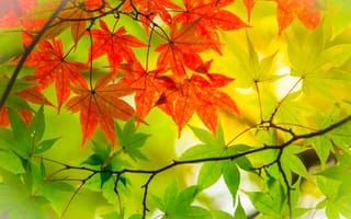 Картинка осень, maple, клен, autumn, дерево, листья, colorful, leaves