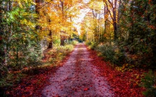 Картинка лес, листья, дорога, обработка, осень, лучи солнца