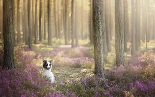Картинка собака, друг, лес, взгляд