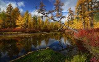 Картинка деревья, Природа, ручей Неведомый, Максим Евдокимов, Колыма
