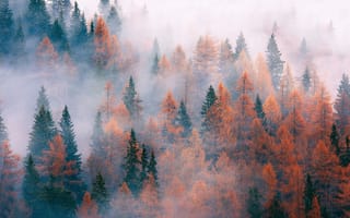 Картинка природа, Ноябрь, лес, деревья, осень, туман