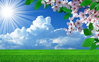 Картинка Весна, небо, цветение вишни, солнце, поле