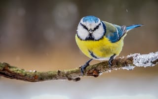 Картинка птица, ветка, зима, синица, перья, цвет