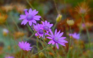 Обои Flowers, Фиолетовые цветы, Purple flowers