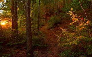 Картинка Осень, Деревья, Autumn, Тропа, Лучи Солнца, Forest, Лес, Trees
