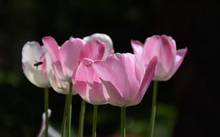 Картинка Тюльпаны, Tulips, Розовые тюльпаны, Pink tulips
