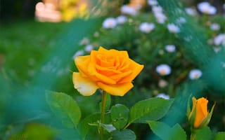 Картинка rose, Yellow rose, Жёлтая роза