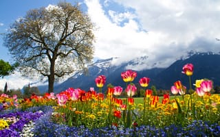 Картинка цветы, Альпы, горы, маргаритка, дерево, облака, Alps, петунья, тюльпаны