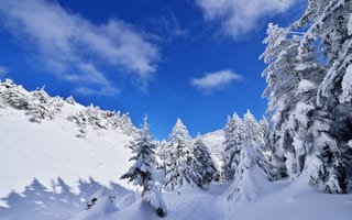 Картинка небо, деревья, горы, ель, облака, зима, снег