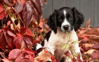 Картинка осень, листья, щенок, Английский спрингер-спаниель, пёсик