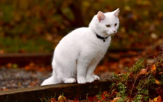 Картинка кошка, котейка, белая
