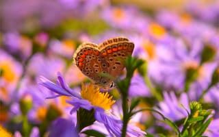 Обои Макро, Бабочка, Цветок, Flower, Macro, Butterfly