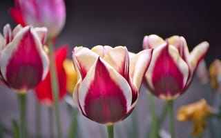 Обои Тюльпаны, Flowers, Tulips