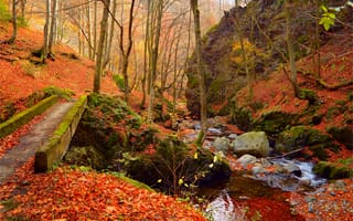 Картинка Осень, Лес, Fall, Листва, Ручей, Leaves, Forest, Autumn
