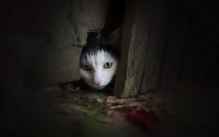 Картинка кошка, взгляд, дверь