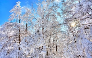 Картинка лес, деревья, зима, снег, небо