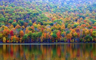 Обои склон, деревья, осень, озеро, лес