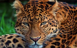 Картинка леопард, глаза, шерсть, кошка