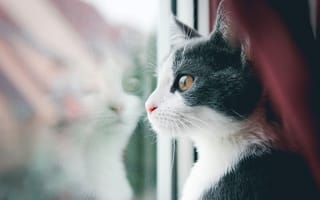 Картинка кот, котяра, усы, окно, кошак, смотрит