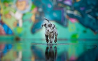 Картинка щенок, собака, окрас, друг, вода
