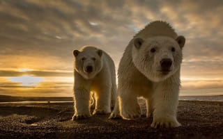 Картинка белые медведи, северный полюс, природа, хищники, побережье, камни