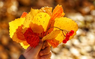 Картинка листья, жёлтый, Осень
