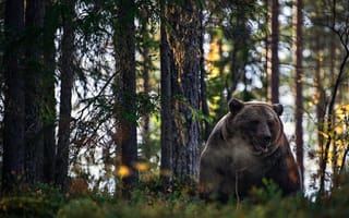 Картинка лес, медведь, топтыгин, зверь