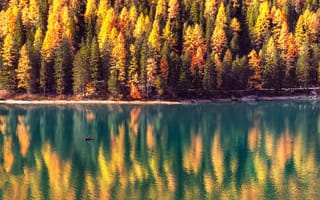 Картинка осень, озеро, солнце, Италия, Альпы, Доломиты, лодка, деревья, лес, Брайес