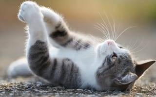 Картинка кошка, лапки, кот, наслаждение, лежит