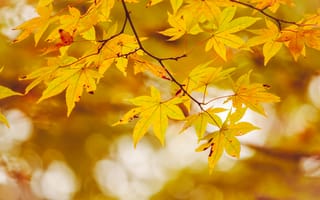 Картинка осень, листья, autumn, colorful, клен, maple, дерево, leaves
