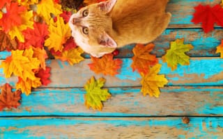 Картинка осень, vintage, colorful, leaves, wood, autumn, maple, cat, кошка, листья, дерево