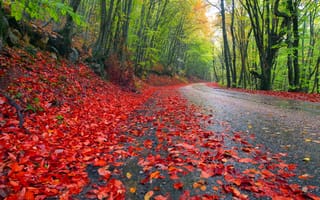 Обои пейзаж, осень, листья, дорога, деревья, небо, лес, природа